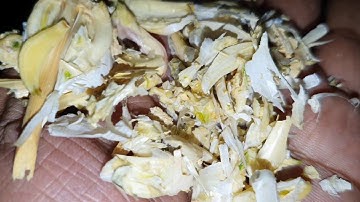 Garlic Slices Flacks Dehydration - Drying, Part-2 by by Mahatma Brijmohan Technicals, India