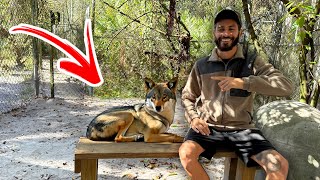 We Found WOLVES Living In FLORIDA?