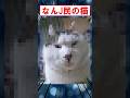 なんJ民の猫 #shorts #2ch #猫