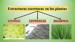 La excreción en las plantas