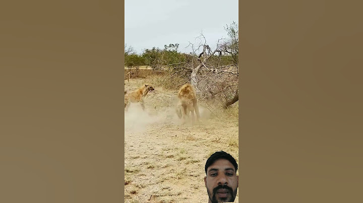 #wildlife Dramatic Rescue by Hyenas after a Lion Catches one #leopard funny trending video