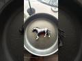 Liebe Diesen Sound Meerschweinchen Schleichpferde Shorts Funny Comedy Schleich Fy Fyp Liebe Diesen Sound Meerschweinchen Schleichpferde Shorts Funny Comedy Schleich Fy Fyp