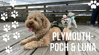 POCH & LUNA TRAVEL TO PLYMOUTH 2022 - COCKAPOO AND SHICHON DOGS by Meet Pocholo and Luna - OUR TEDDY BEAR DOGS 190 views 2 years ago 5 minutes, 35 seconds