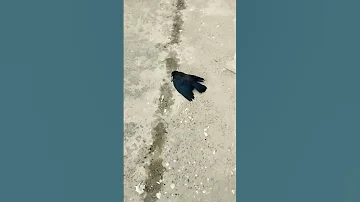 Crows Mourning Their Death Birds Youtubeshorts 