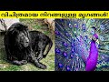 RAREST ANIMALS IN THE WORLD! | ലോകത്തിലെ ഏറ്റവും വിചിത്രമായ നിറങ്ങളുള്ള മൃഗങ്ങൾ! | FACTS MOJO