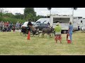 A novice driving donkey competes in the carriage driving for the first time.