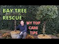 Bay tree care  bay tree rescue  laurus nobilis