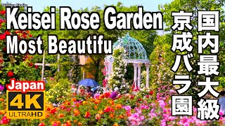 4K  京成バラ園 Keisei Rose Garden in JAPAN Most Beautiful 2022 ローズガーデン 薔薇園 植物園 バラ祭り Keisei garden Flower