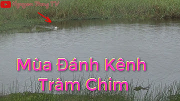 Câu Cá Lóc Tràm Chim #24 || Đụng Hugo Nổ Dây || Nguyen Trong TV