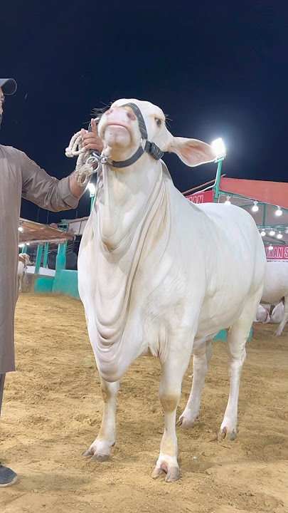 beautiful nukhra|| maweshi mandi #cow #cattlefarm #bull