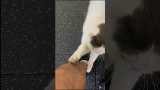 Cat Claws Secret 😱 How They Stay Razor Sharp Forever! #facts