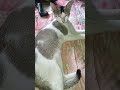 relax time 😁😁cats #cat #reels #viral #catplaying #shorts #short #memes #funny #reels #animal