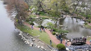 Garden of the Phoenix (Japanese Garden) Jackson Park, Chicago - Sakura - Cherry Blossom Viewing