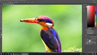 How to Edit Bird Photographs (Tips & Techniques) screenshot 4