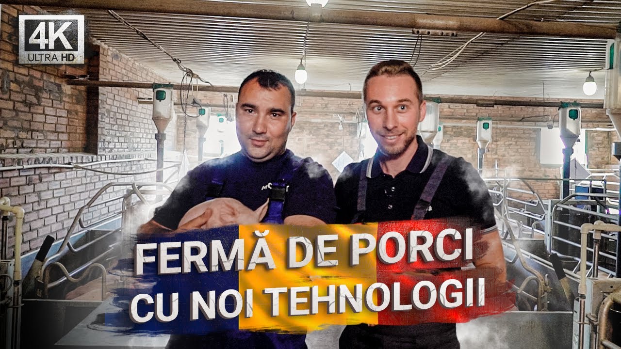 Complexul de porci al companiei agricole private MYUNNT cu noi tehnologii. Recenzie a fermei.