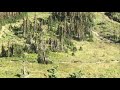 Video: Hikers run from a grizzly bear in Glacier National Park