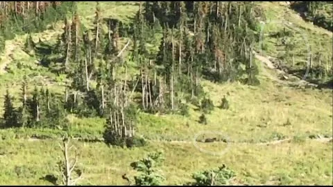 Video: Hikers run from a grizzly bear in Glacier National Park - DayDayNews