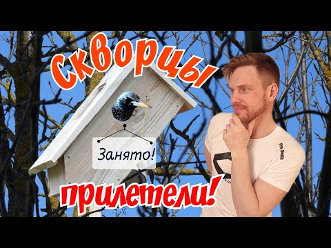 Скворцы заселились в скворечник.