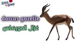 نطق كلمة Dorcas gazelle غزال الدوركاس 🗣️ #إزاي_تنطقها_صح