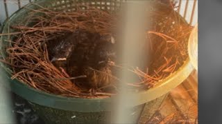 Download Lagu Rawat murai mau terbang rawan tawanya ! MP3