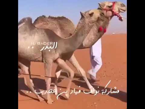 مشاركة نواف فهاد بن جخدب في شوط المفاريد بكار لون الحمر