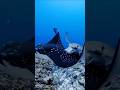 “Beautiful Underwater Creatures Caught on Camera! 📸🐡” #viral #fish #reeflife #fishing #shortvideo