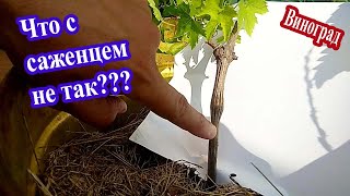 🔴🔴Что с саженцем винограда не так? Почему саженец винограда плохо растёт? Виноград