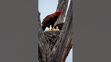 Wildlife attack chicken in nest.  #animals #freerangechickens #cute #freerangeeggs #gorilla