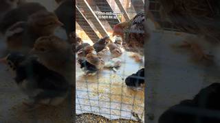 Anak Ayam Baru Menetas Ibu Ayam Galak Banget