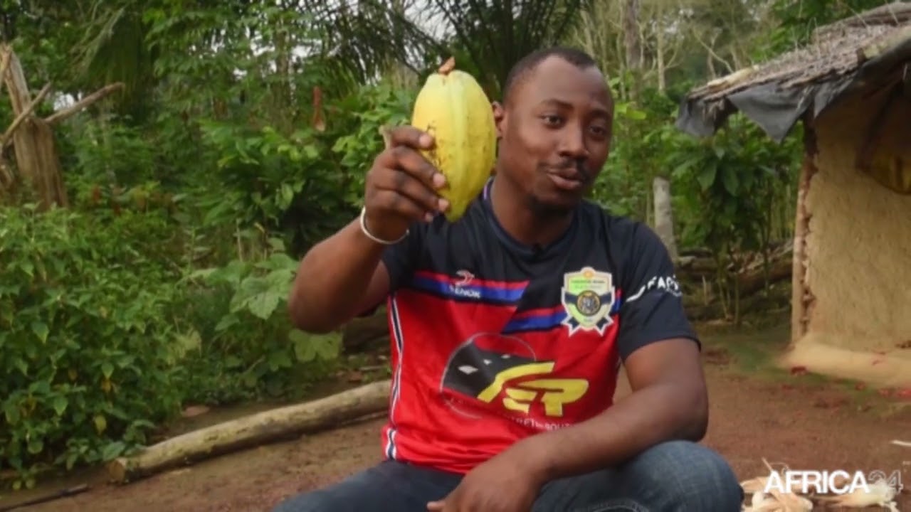 Côte d'Ivoire : les étapes de production dans la cacaoculture