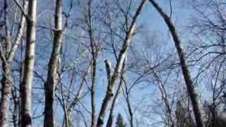 hand feeding the ivory billed woodpeckers