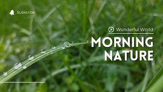 Morning Dew Drops Close Up  Nature  nature