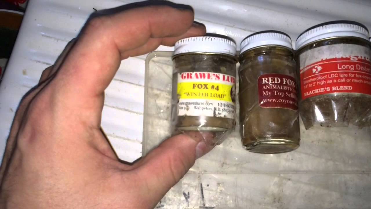 9 Coyote and coon trapping 20142015 (my baits and lures) YouTube