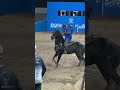 ADRIANO GOMES FAZ VALER NA DISPUTA DO DERBY REPRESENTANDO A SUA CASA, RANCHO 3 MARIAS BLACK A FIT