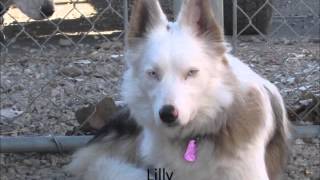 Details Lilly - Aussie available January 2014 at Bangtail Dog Rescue Guide