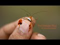 view Tha Matador Bug / El insecto matador digital asset number 1