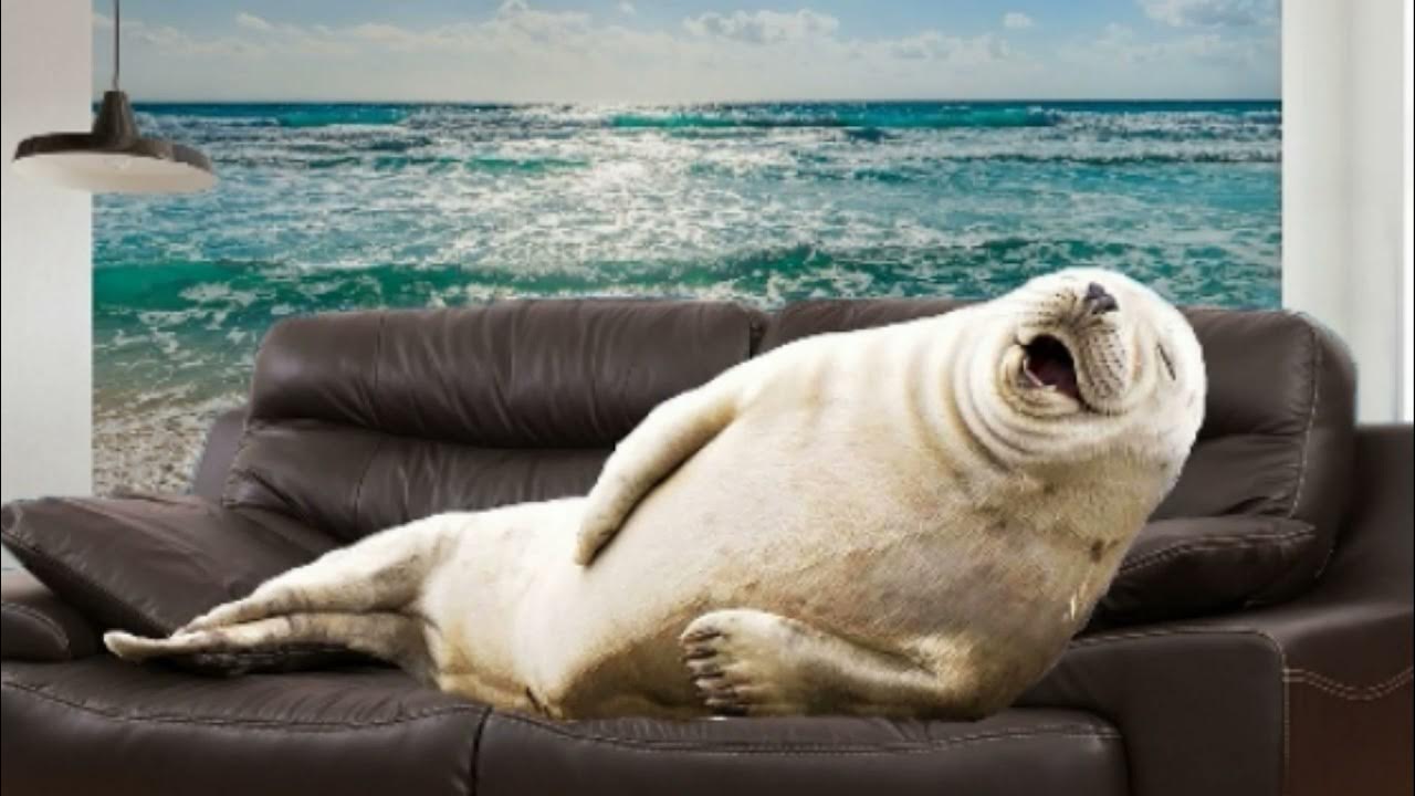 Два тюленя на диване