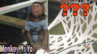 Monkey Baby Yoyo goes to the Koi fish cafe |Baby Monkey's reaction to the Koi Fish  part 2