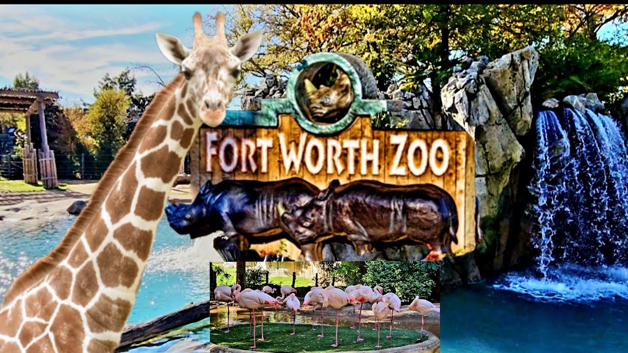 Roaming With Giants| Let’s Explore Fort Worth Zoo🦍🦧🦒🐘 @TravelwithN3Family