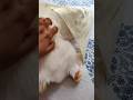 Le Chat Ne Sort Pas Suggestedvideos Youtubeserach Cat Funny Shortsfeed Le Chat Ne Sort Pas Suggestedvideos Youtubeserach Cat Funny Shortsfeed