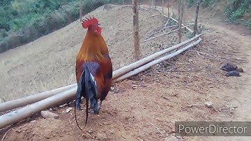 Mug saib qaib qus 100% qua zoo nawb