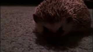 horny hamster day view? xxx