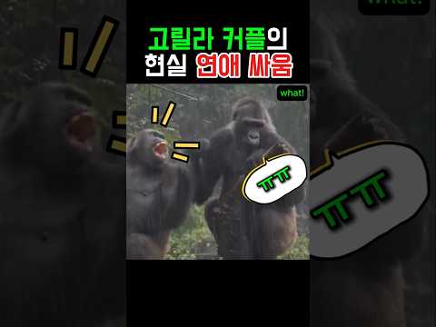 고릴라 커플의 현실 연애 싸움 #동물 #감동 #반전 #고릴라 thumbnail