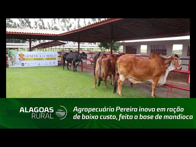 Agropecuária Pereira inova em ração de baixo custo, feita a base de mandioca