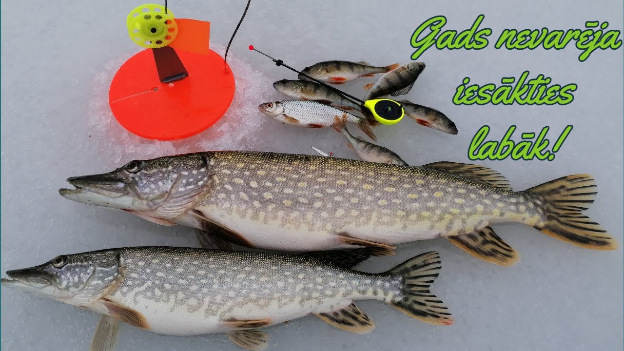 Gads nevarēja iesākties labāk! Braucu asaros, bet noķēru labas līdakas! Ziemas cope 2022. gads.