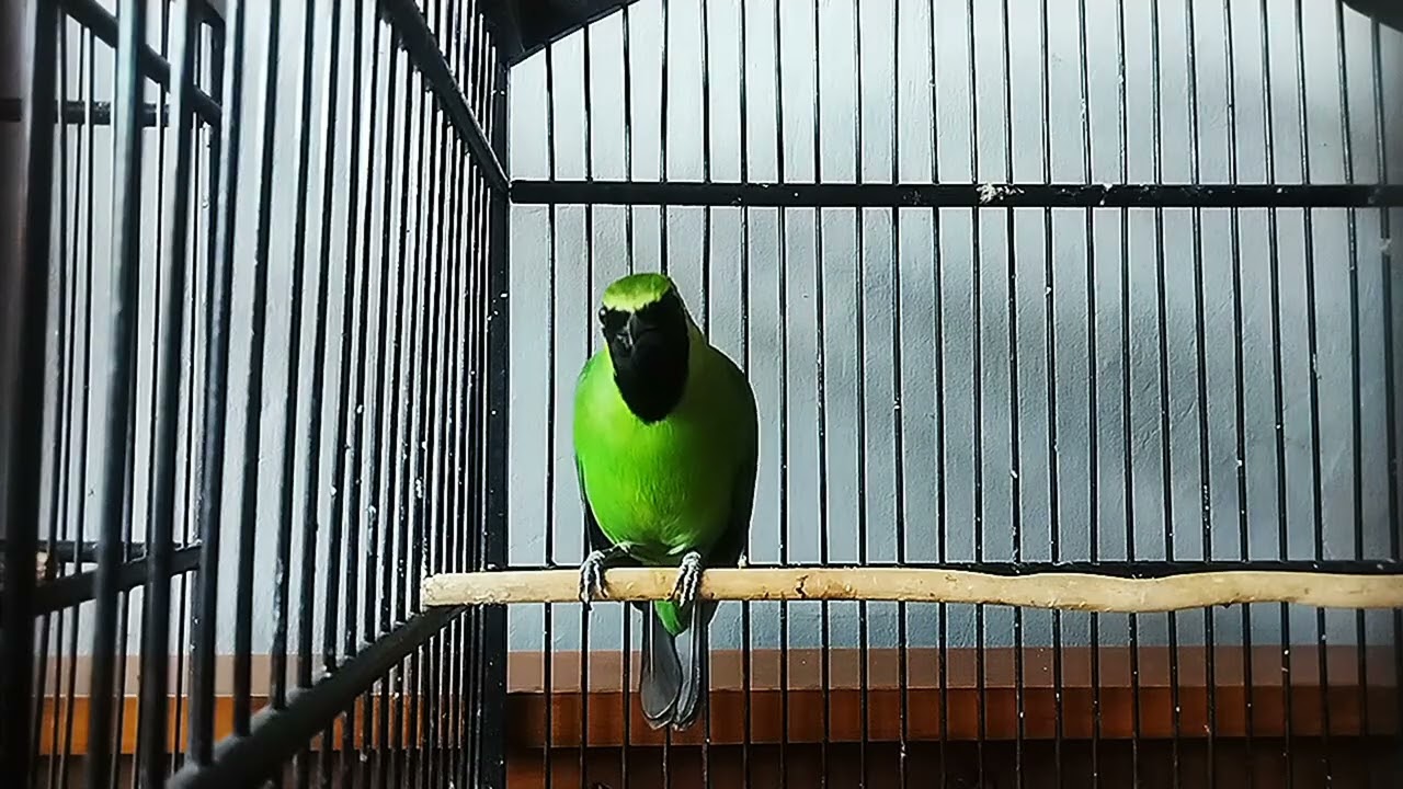 Pancingan cucak ijo biar emosi #cucakijo #youtube #vidio 