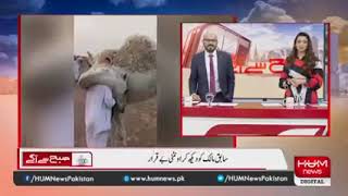 love of camel and his owner  by hum news