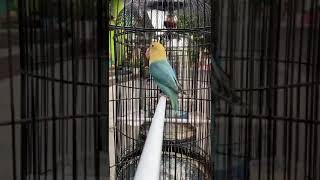 Lovebird Biola PB Dark Vio / Lovebird Konslet / Lovebird Ngekek Panjang / Lovebird Gacor