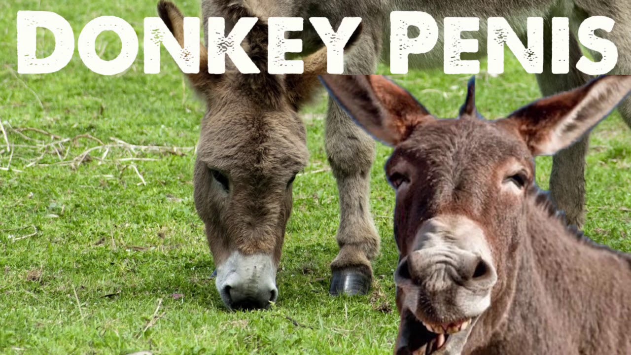 Donkey Penis Picture