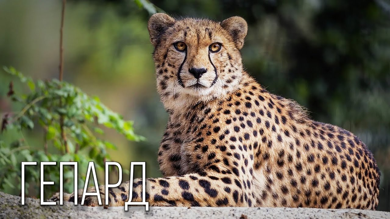Гепард: Бегущий По Краю | Интересные факты про гепарда
